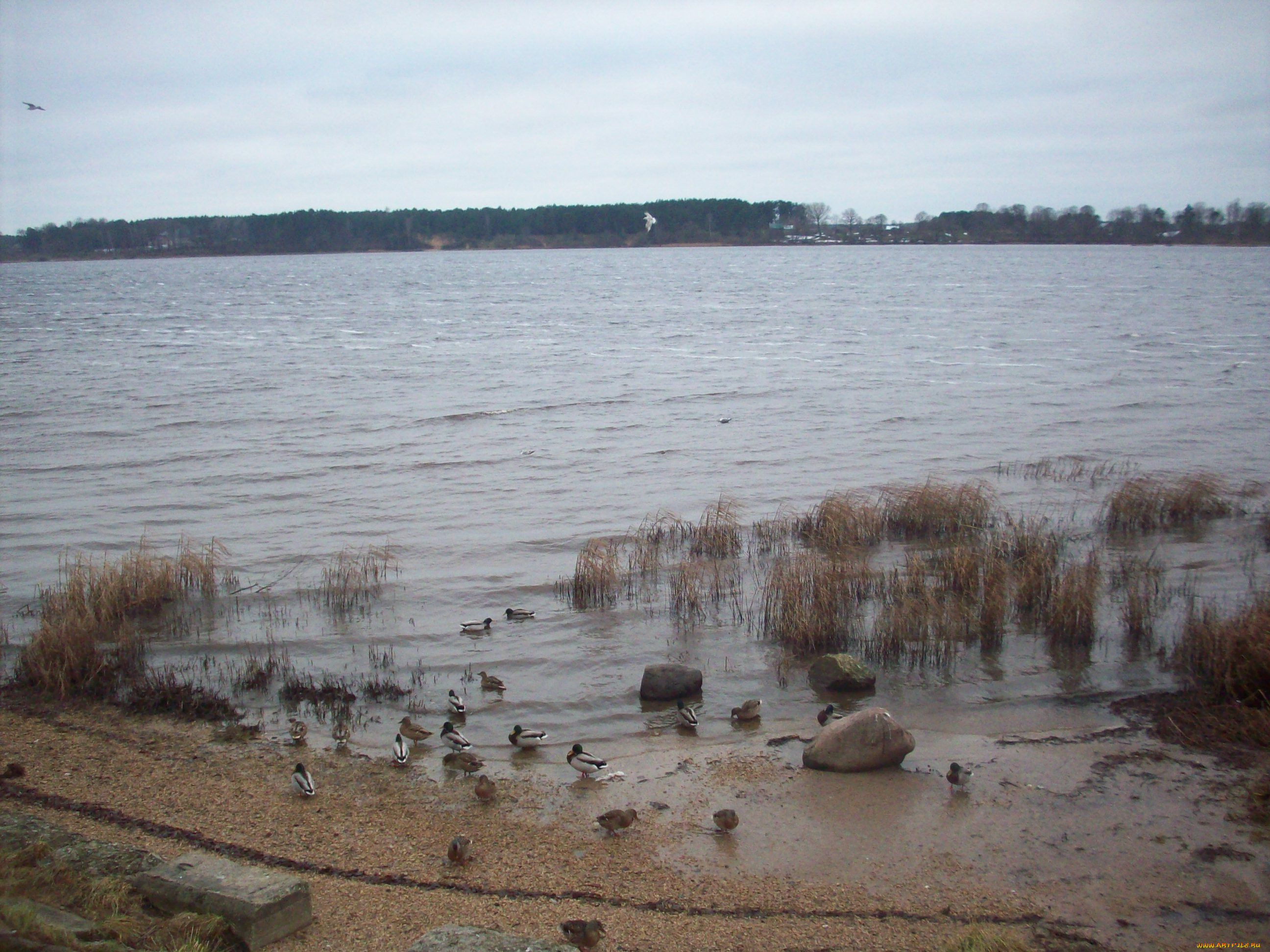 daugava, 